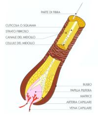 Clicca sull'immagine per ingrandirla