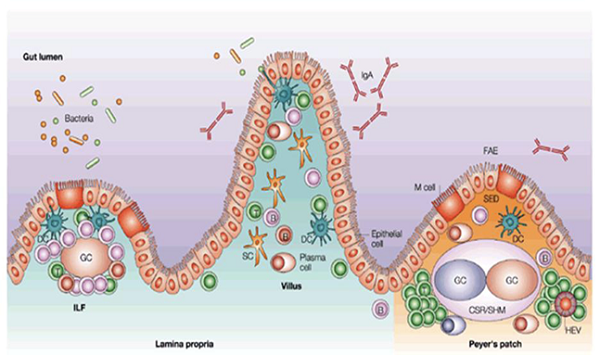 Ambiente intestinale__43be1055