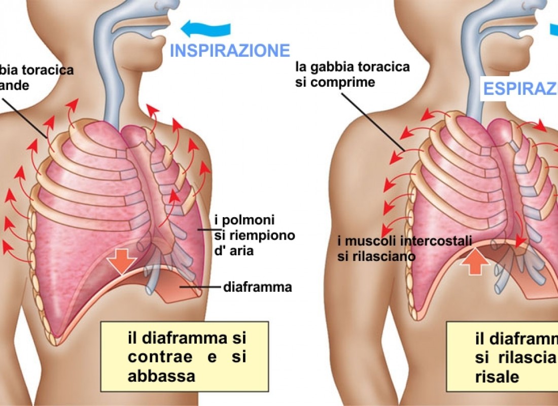 La respirazione è la primaria fonte energetica del corpo umano