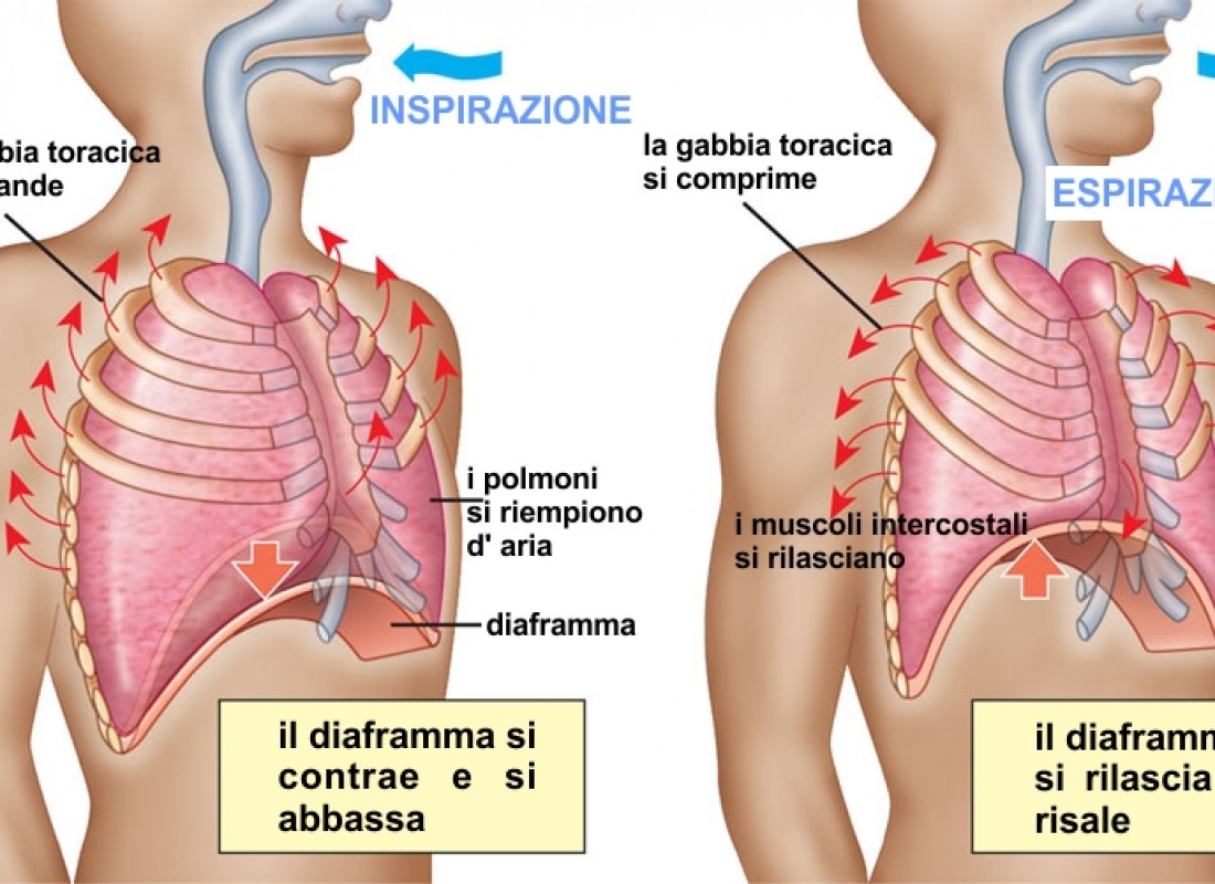 La respirazione è la primaria fonte energetica del corpo umano